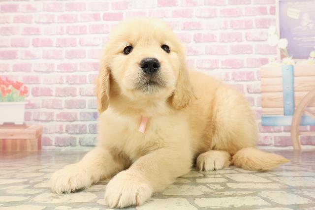 埼玉県のゴールデンレトリバー (Coo&RIKU桶川店/2025年7月28日生まれ/女の子/ゴールデン)の子犬の2枚目の画像