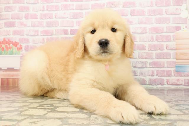 埼玉県のゴールデンレトリバー (Coo&RIKU桶川店/2025年7月28日生まれ/女の子/ゴールデン)の子犬の3枚目の画像