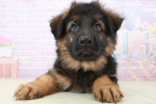 大分県のハーフ犬・ミックス犬 (Coo&RIKU大分店/2025年8月6日生まれ/男の子/ブラックタン)の子犬の1枚目の画像