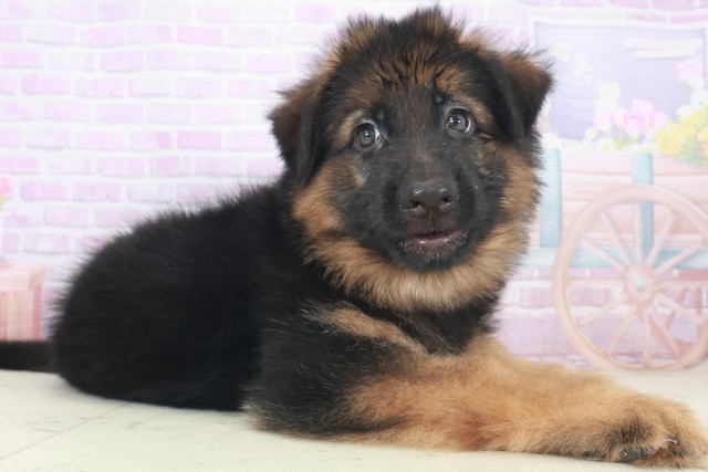 大分県のハーフ犬・ミックス犬 (Coo&RIKU大分店/2025年8月6日生まれ/男の子/ブラックタン)の子犬の2枚目の画像