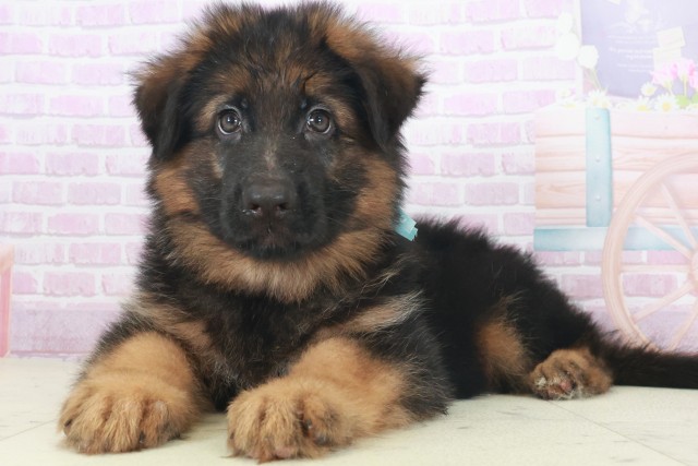 大分県のハーフ犬・ミックス犬 (Coo&RIKU大分店/2025年8月6日生まれ/男の子/ブラックタン)の子犬の3枚目の画像