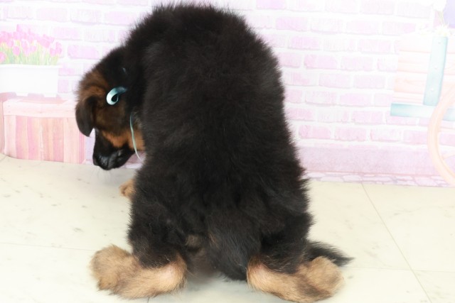 大分県のハーフ犬・ミックス犬 (Coo&RIKU大分店/2025年8月6日生まれ/男の子/ブラックタン)の子犬の4枚目の画像