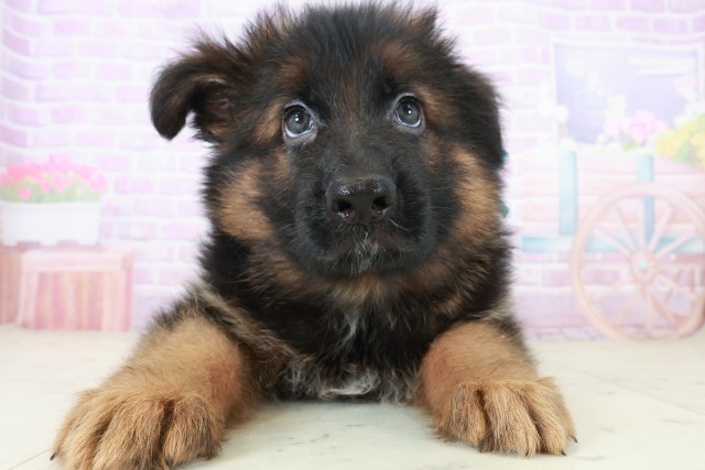 熊本県のハーフ犬・ミックス犬 (Coo&RIKU熊本店/2025年8月6日生まれ/男の子/ブラックタン)の子犬