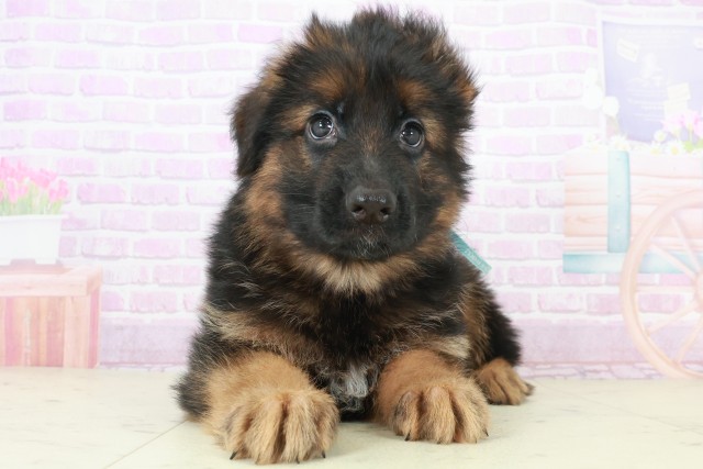 福岡県のハーフ犬・ミックス犬 (Coo&RIKU福岡東店/2025年8月6日生まれ/男の子/ブラックタン)の子犬の1枚目の画像