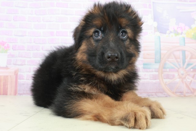 福岡県のハーフ犬・ミックス犬 (Coo&RIKU福岡東店/2025年8月6日生まれ/男の子/ブラックタン)の子犬の2枚目の画像