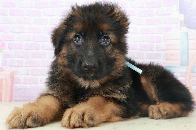 福岡県のハーフ犬・ミックス犬 (Coo&RIKU福岡東店/2025年8月6日生まれ/男の子/ブラックタン)の子犬の3枚目の画像