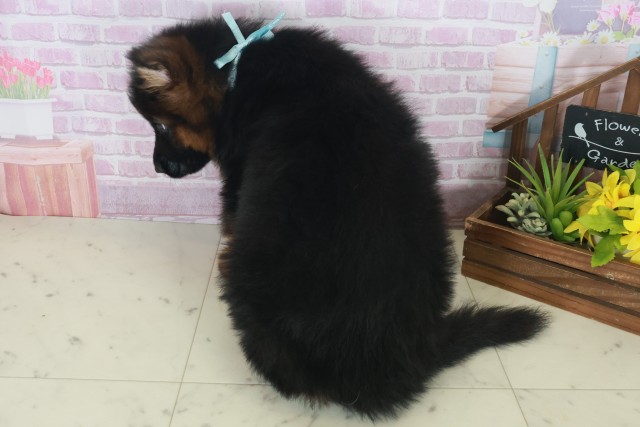 福岡県のハーフ犬・ミックス犬 (Coo&RIKU福岡東店/2025年8月6日生まれ/男の子/ブラックタン)の子犬の4枚目の画像