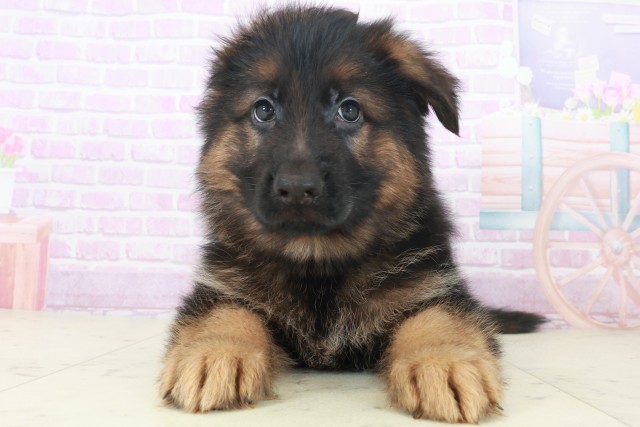 鹿児島県のハーフ犬・ミックス犬 (Coo&RIKU鹿児島店/2025年8月6日生まれ/男の子/ブラックタン)の子犬の1枚目の画像