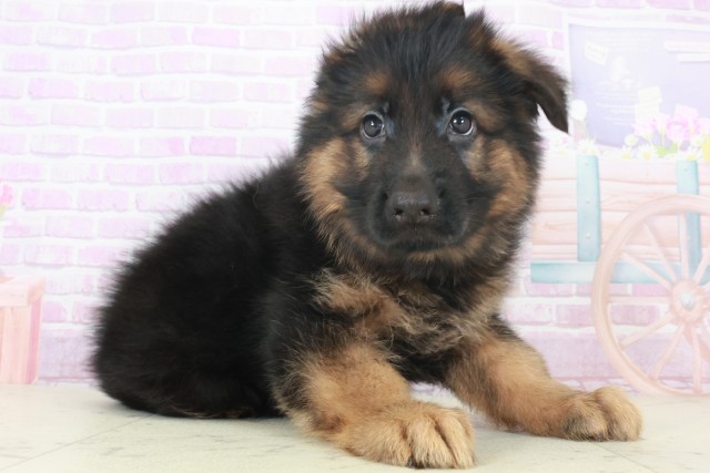 鹿児島県のハーフ犬・ミックス犬 (Coo&RIKU鹿児島店/2025年8月6日生まれ/男の子/ブラックタン)の子犬の2枚目の画像