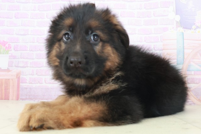 鹿児島県のハーフ犬・ミックス犬 (Coo&RIKU鹿児島店/2025年8月6日生まれ/男の子/ブラックタン)の子犬の3枚目の画像