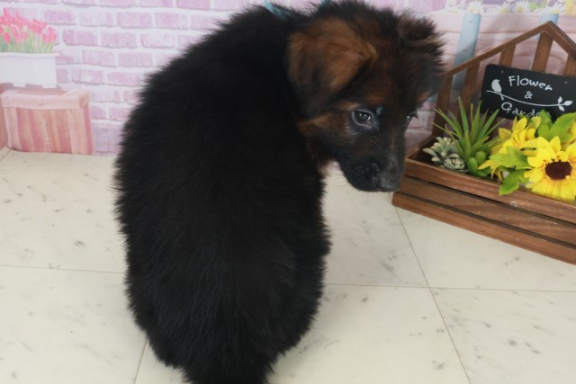 鹿児島県のハーフ犬・ミックス犬 (Coo&RIKU鹿児島店/2025年8月6日生まれ/男の子/ブラックタン)の子犬の4枚目の画像