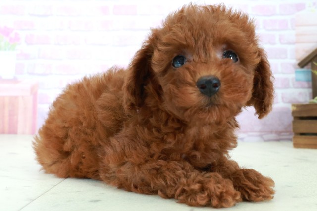 福岡県のトイプードル(トイ) (Coo&RIKU筑後店/2025年8月4日生まれ/女の子/アプリコット)の子犬の2枚目の画像