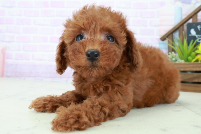 福岡県のトイプードル(トイ) (Coo&RIKU筑後店/2025年8月4日生まれ/女の子/アプリコット)の子犬の3枚目の画像