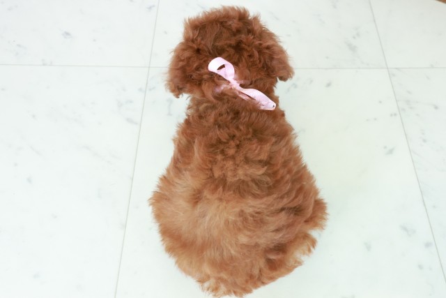 福岡県のトイプードル(トイ) (Coo&RIKU筑後店/2025年8月4日生まれ/女の子/アプリコット)の子犬の4枚目の画像
