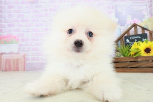 福岡県のポメラニアン (Coo&RIKU行橋店/2025年8月5日生まれ/男の子/クリーム)の子犬の1枚目の画像