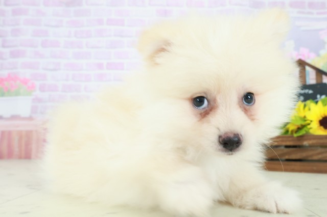 福岡県のポメラニアン (Coo&RIKU行橋店/2025年8月5日生まれ/男の子/クリーム)の子犬の2枚目の画像