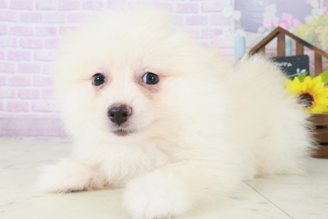 福岡県のポメラニアン (Coo&RIKU行橋店/2025年8月5日生まれ/男の子/クリーム)の子犬の3枚目の画像