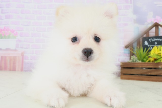 熊本県のポメラニアン (Coo&RIKUカリーノ玉名店/2025年8月5日生まれ/女の子/クリーム)の子犬