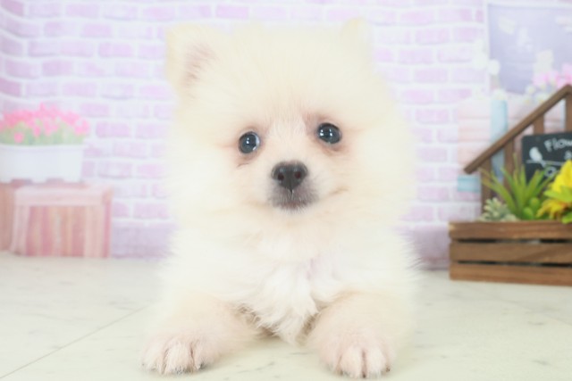 福岡県のポメラニアン (Coo&RIKU小倉店/2025年8月5日生まれ/女の子/クリーム)の子犬の1枚目の画像