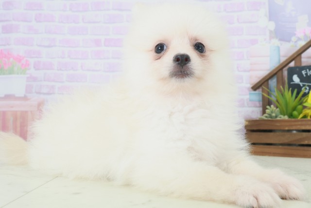 福岡県のポメラニアン (Coo&RIKU小倉店/2025年8月5日生まれ/女の子/クリーム)の子犬の2枚目の画像