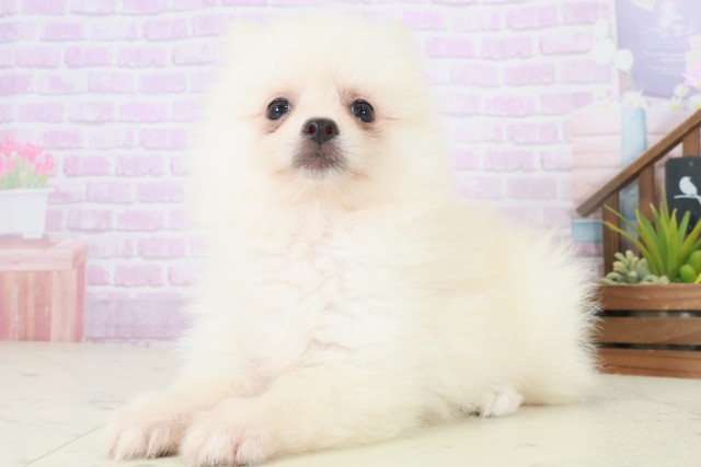 福岡県のポメラニアン (Coo&RIKU小倉店/2025年8月5日生まれ/女の子/クリーム)の子犬の3枚目の画像