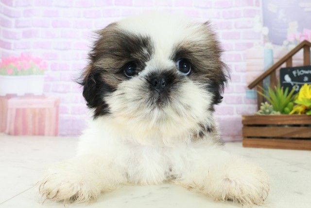 福岡県のシーズー (Coo&RIKU福岡東店/2025年7月24日生まれ/男の子/ゴールドホワイト)の子犬