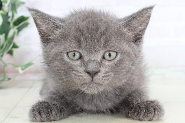 熊本県のマンチカン (Coo&RIKU熊本店/2025年8月4日生まれ/男の子/ブルー)の子猫の1枚目の画像