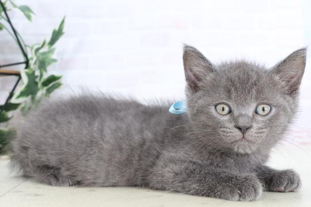 熊本県のマンチカン (Coo&RIKU熊本店/2025年8月4日生まれ/男の子/ブルー)の子猫の2枚目の画像
