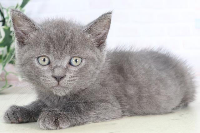 熊本県のマンチカン (Coo&RIKU熊本店/2025年8月4日生まれ/男の子/ブルー)の子猫の3枚目の画像