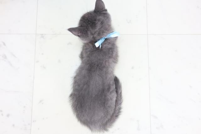 熊本県のマンチカン (Coo&RIKU熊本店/2025年8月4日生まれ/男の子/ブルー)の子猫の4枚目の画像