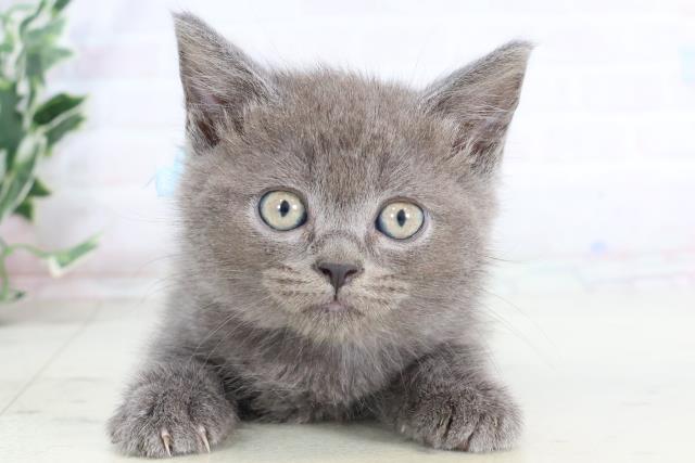 大分県のマンチカン (Coo&RIKU大分店/2025年8月4日生まれ/男の子/ブルー)の子猫の1枚目の画像