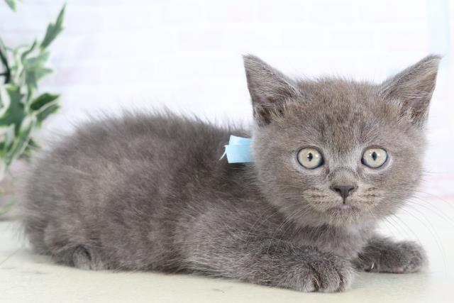 大分県のマンチカン (Coo&RIKU大分店/2025年8月4日生まれ/男の子/ブルー)の子猫の2枚目の画像