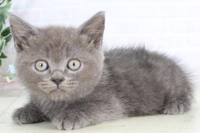 大分県のマンチカン (Coo&RIKU大分店/2025年8月4日生まれ/男の子/ブルー)の子猫の3枚目の画像