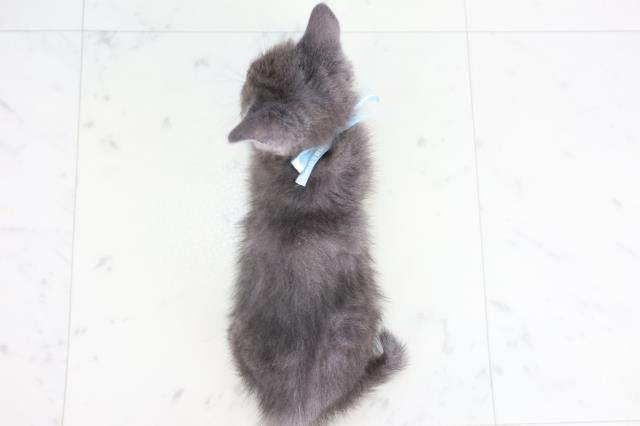 大分県のマンチカン (Coo&RIKU大分店/2025年8月4日生まれ/男の子/ブルー)の子猫の4枚目の画像
