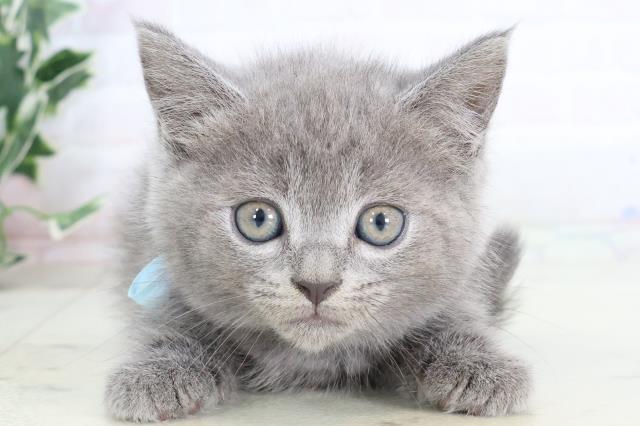 佐賀県のマンチカン (Coo&RIKU佐賀神埼店/2025年8月4日生まれ/男の子/ブルー)の子猫の1枚目の画像