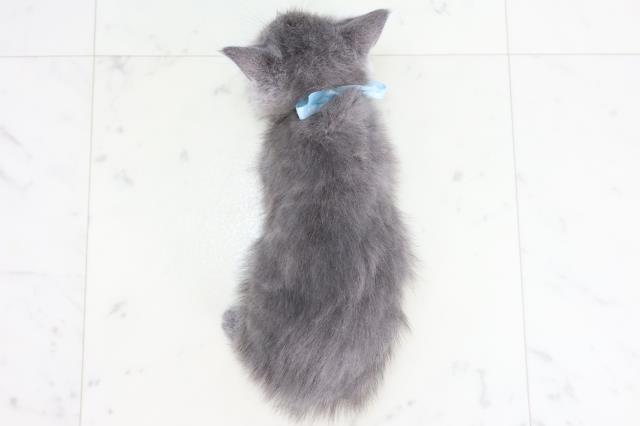 佐賀県のマンチカン (Coo&RIKU佐賀神埼店/2025年8月4日生まれ/男の子/ブルー)の子猫の4枚目の画像
