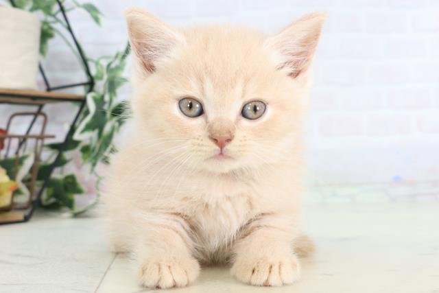 福岡県のマンチカン (Coo&RIKUゆめタウン飯塚店/2025年8月4日生まれ/男の子/シナモン)の子猫の1枚目の画像