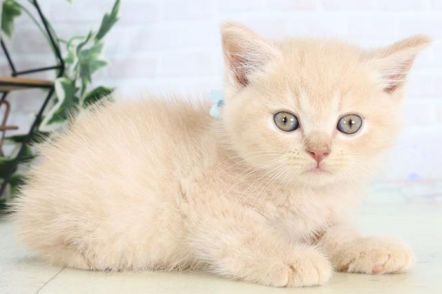 福岡県のマンチカン (Coo&RIKUゆめタウン飯塚店/2025年8月4日生まれ/男の子/シナモン)の子猫の2枚目の画像