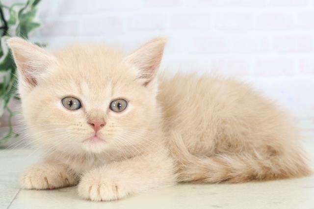 福岡県のマンチカン (Coo&RIKUゆめタウン飯塚店/2025年8月4日生まれ/男の子/シナモン)の子猫の3枚目の画像
