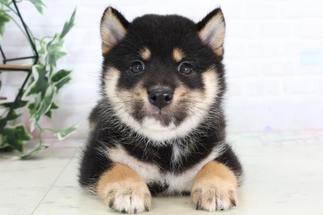 福岡県の豆柴 (Coo&RIKU黒崎店/2025年8月1日生まれ/男の子/黒)の子犬の1枚目の画像