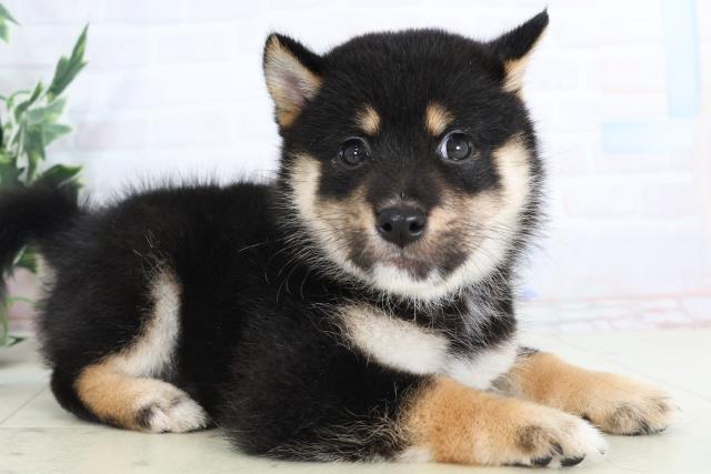 福岡県の豆柴 (Coo&RIKU黒崎店/2025年8月1日生まれ/男の子/黒)の子犬の2枚目の画像