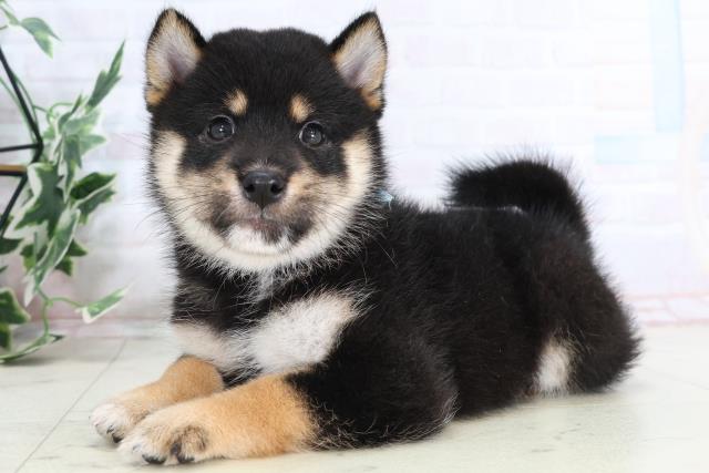 福岡県の豆柴 (Coo&RIKU黒崎店/2025年8月1日生まれ/男の子/黒)の子犬の3枚目の画像