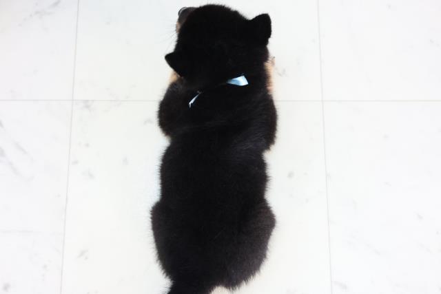 福岡県の豆柴 (Coo&RIKU黒崎店/2025年8月1日生まれ/男の子/黒)の子犬の4枚目の画像