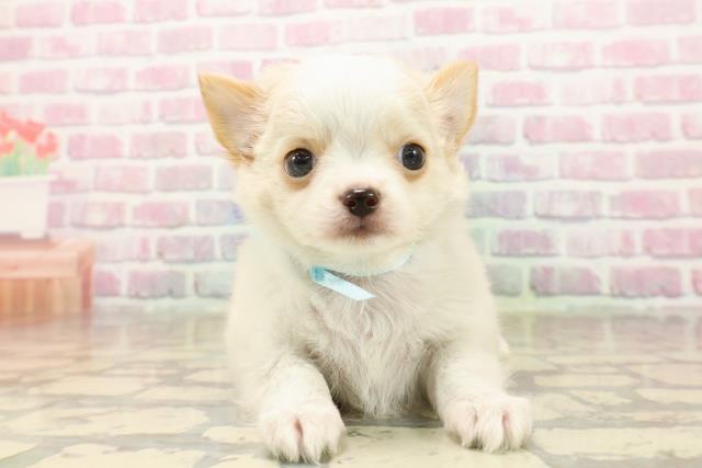 静岡県のチワワ(ロング) (Coo&RIKU沼津店/2025年7月25日生まれ/男の子/ホワイトクリーム)の子犬の1枚目の画像