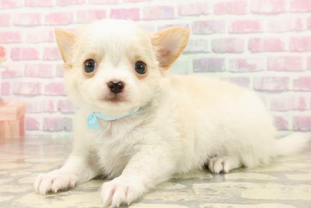 静岡県のチワワ(ロング) (Coo&RIKU沼津店/2025年7月25日生まれ/男の子/ホワイトクリーム)の子犬の2枚目の画像