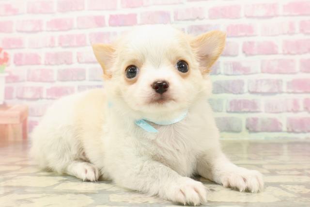 静岡県のチワワ(ロング) (Coo&RIKU沼津店/2025年7月25日生まれ/男の子/ホワイトクリーム)の子犬の3枚目の画像