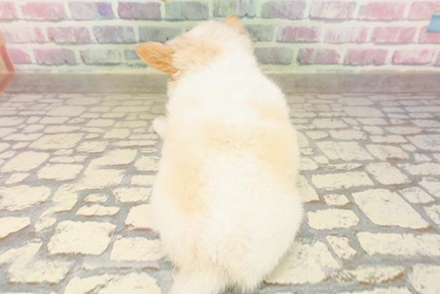 静岡県のチワワ(ロング) (Coo&RIKU沼津店/2025年7月25日生まれ/男の子/ホワイトクリーム)の子犬の4枚目の画像