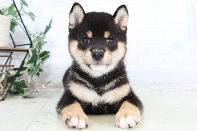 福岡県の豆柴 (Coo&RIKU小倉店/2025年8月1日生まれ/男の子/黒)の子犬の1枚目の画像