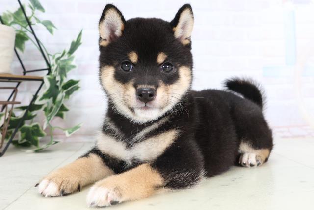 福岡県の豆柴 (Coo&RIKU小倉店/2025年8月1日生まれ/男の子/黒)の子犬の3枚目の画像