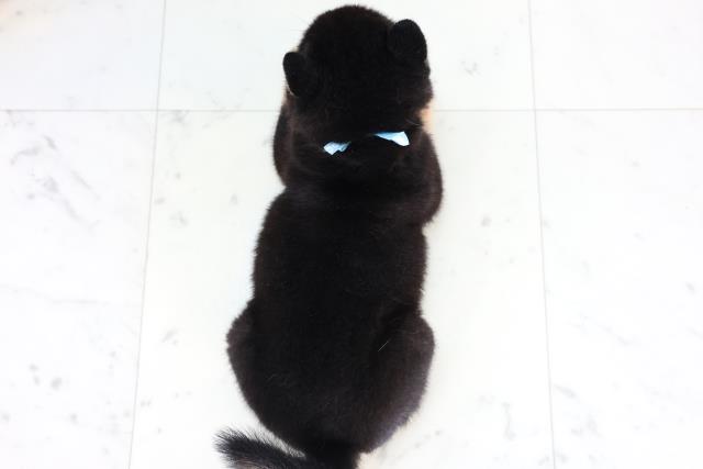 福岡県の豆柴 (Coo&RIKU小倉店/2025年8月1日生まれ/男の子/黒)の子犬の4枚目の画像